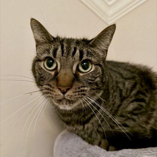 Nugget, a Adoptable mixed breed in Knoxville, TN image 4/5