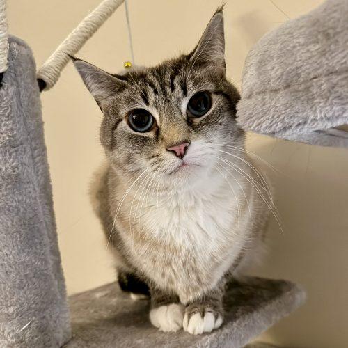 Enlarge Nugget, a Adoptable mixed breed in Knoxville, TN image 5/5