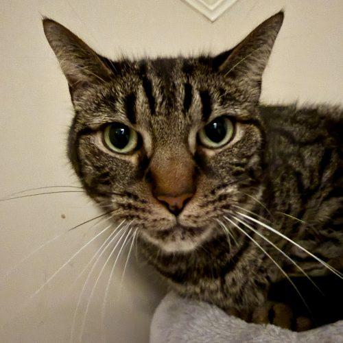 Nugget, a Adoptable mixed breed in Knoxville, TN image 5/5