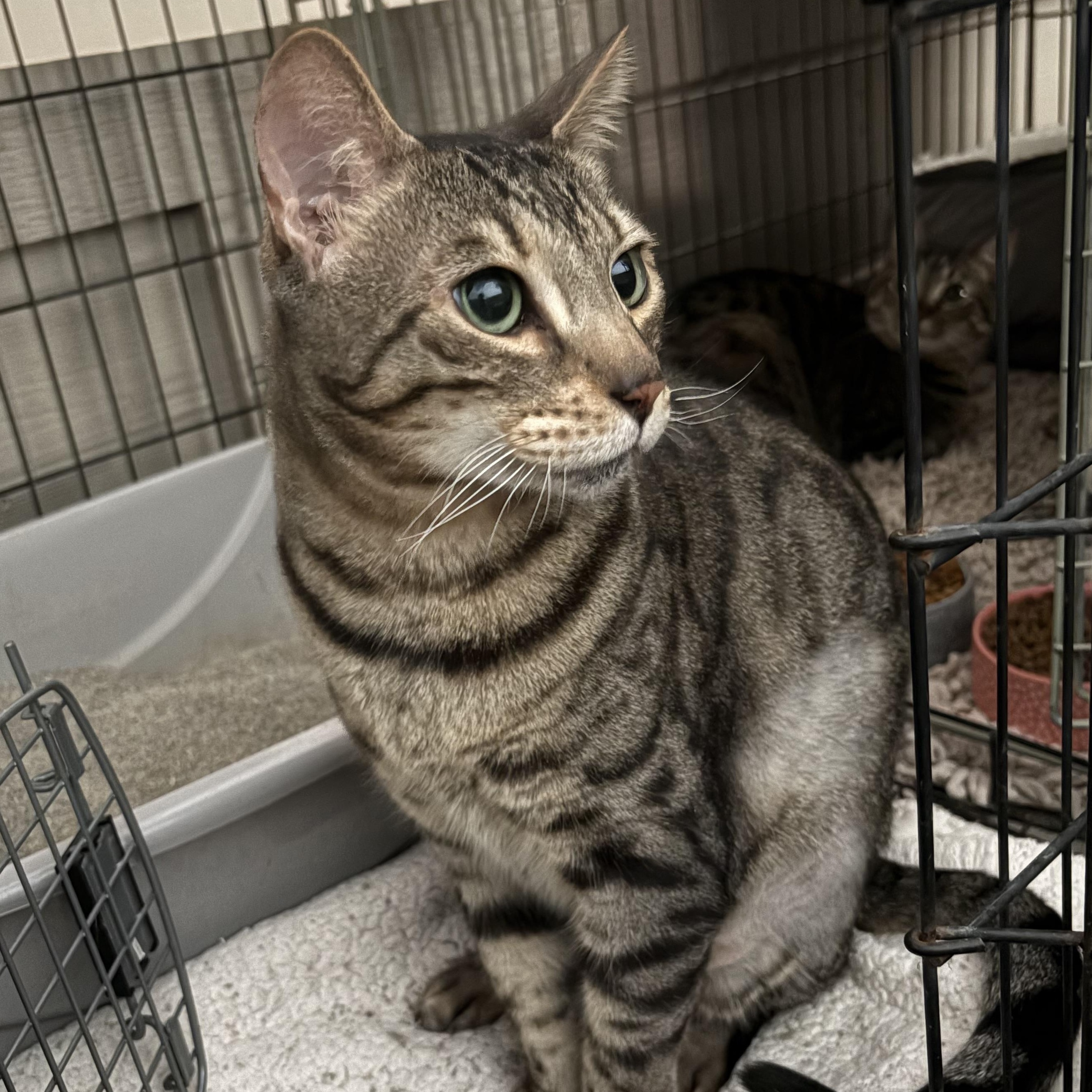 Quinn, adopted, Senior Male Bengal.