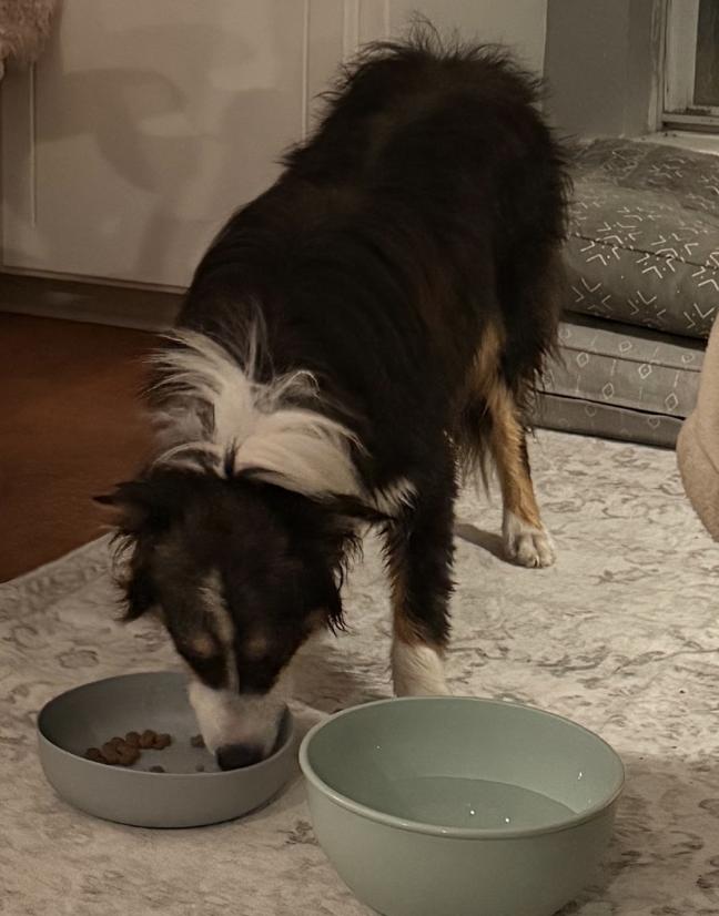 Willow Skye, Adoptable, Adult Female Australian Shepherd.