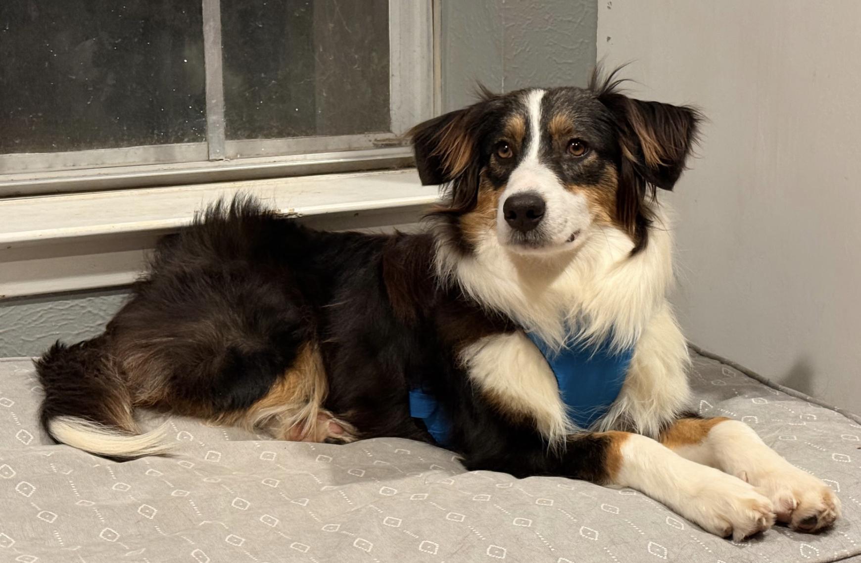 Willow Skye, a Adoptable Australian Shepherd in Arlington, TX image 2/2