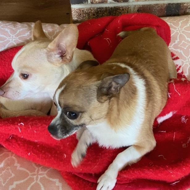 Barney, a Adoptable Chihuahua in Toms Brook, VA image 1/3