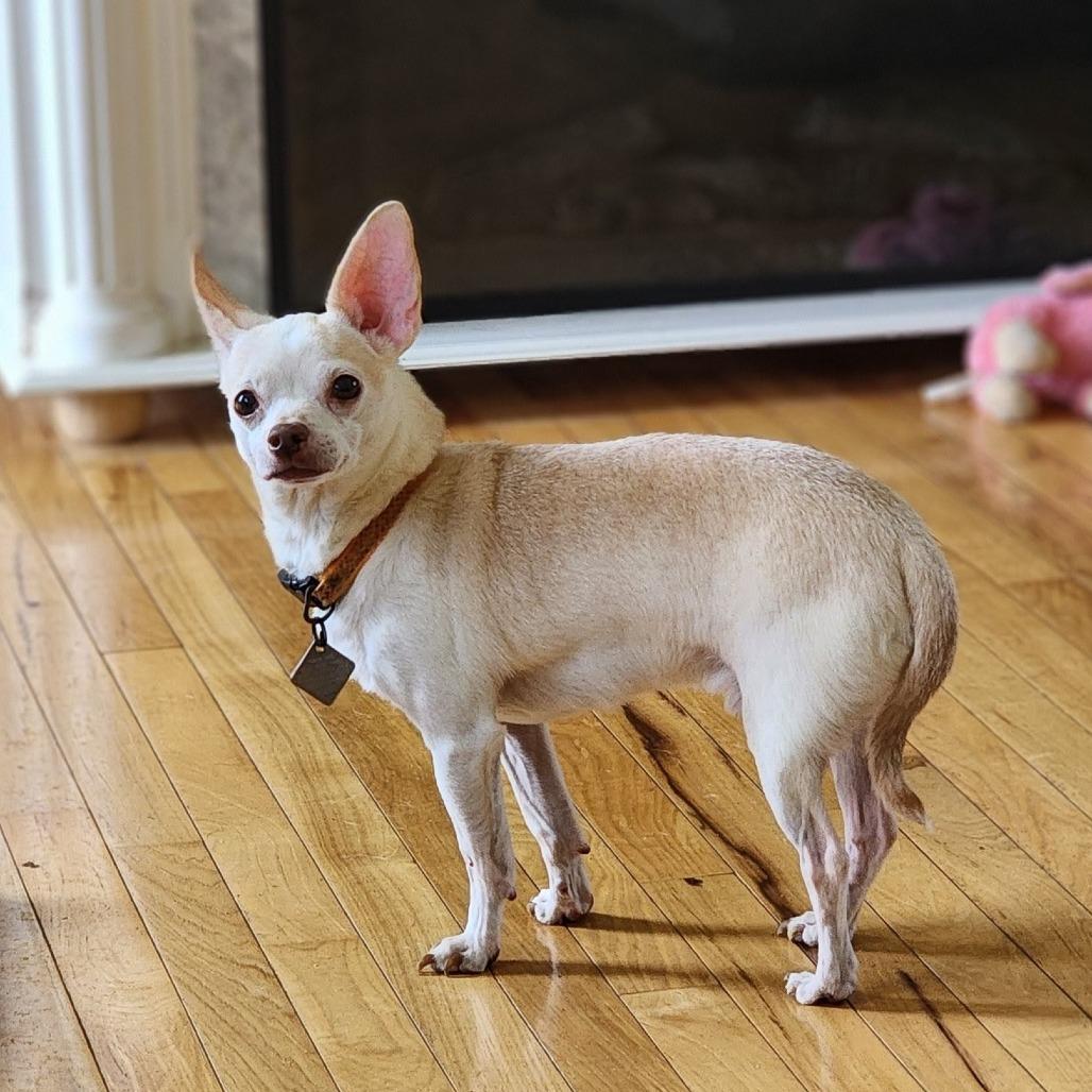 Barney, a Adoptable Chihuahua in Toms Brook, VA image 2/3