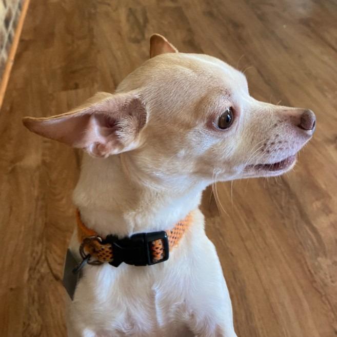 Barney, a Adoptable Chihuahua in Toms Brook, VA image 3/3