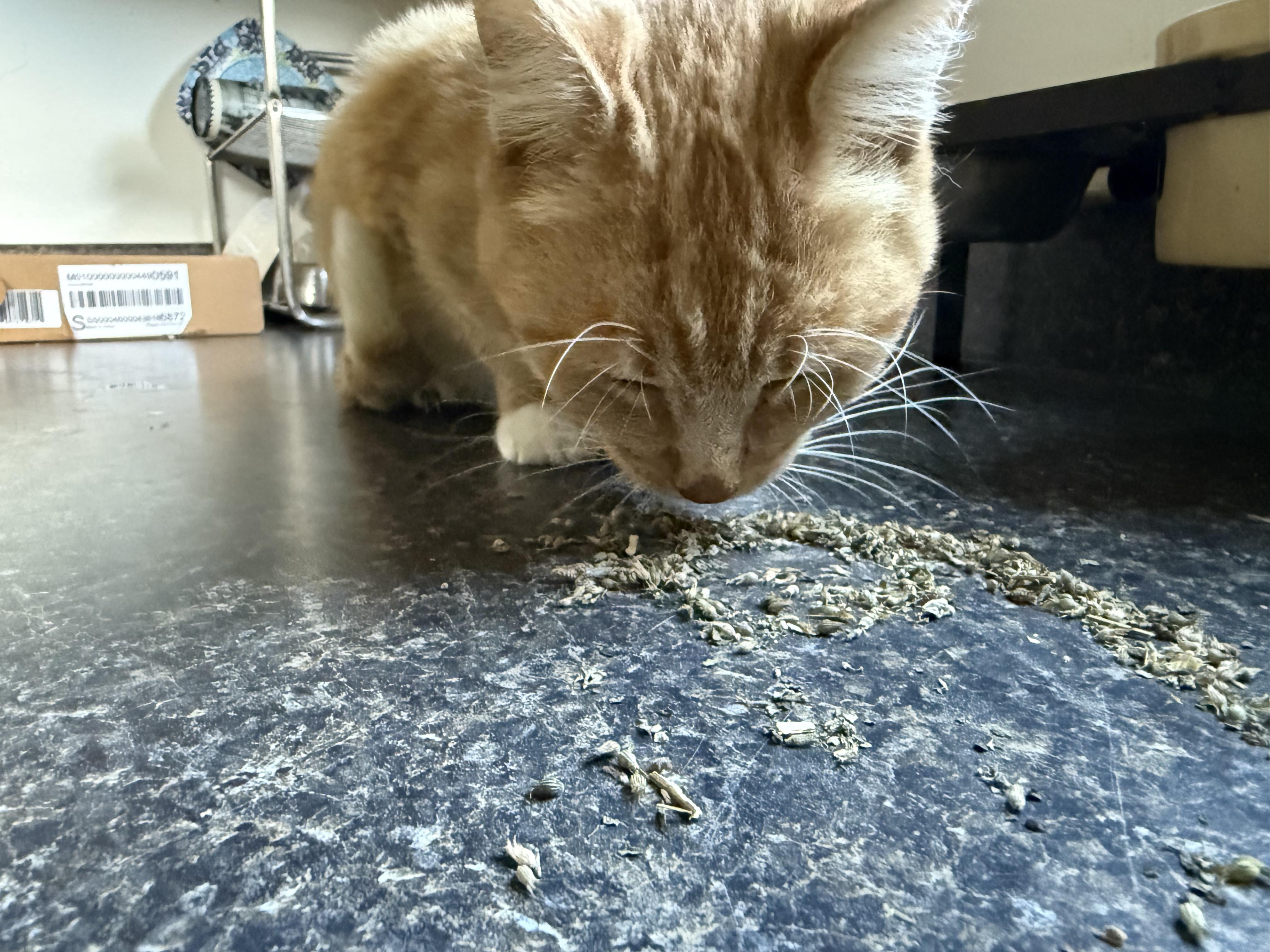 Enlarge Gabby, a Adoptable Domestic Short Hair in Pleasant Valley, NY image 3/6