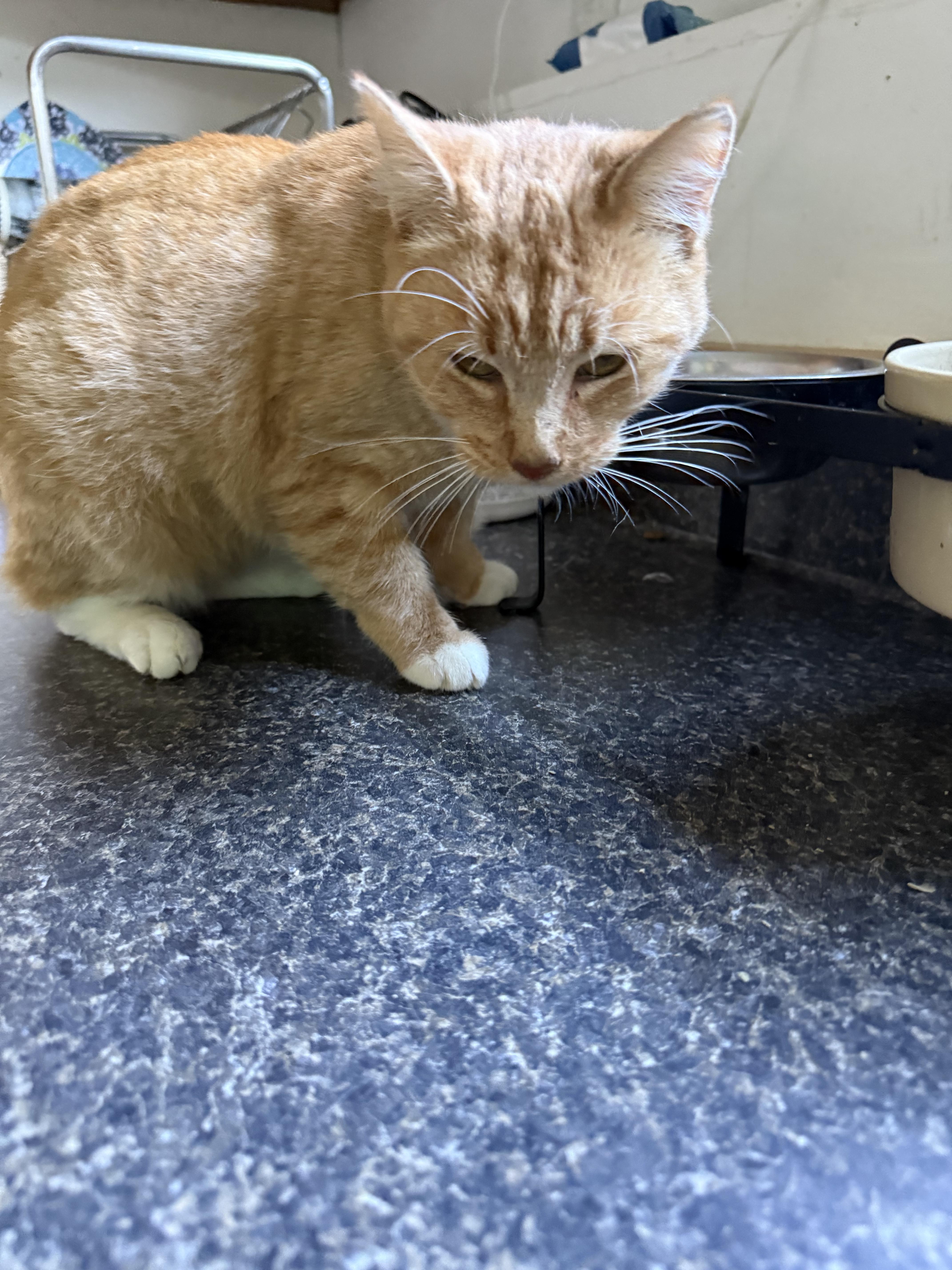 Enlarge Gabby, a Adoptable Domestic Short Hair in Pleasant Valley, NY image 4/6