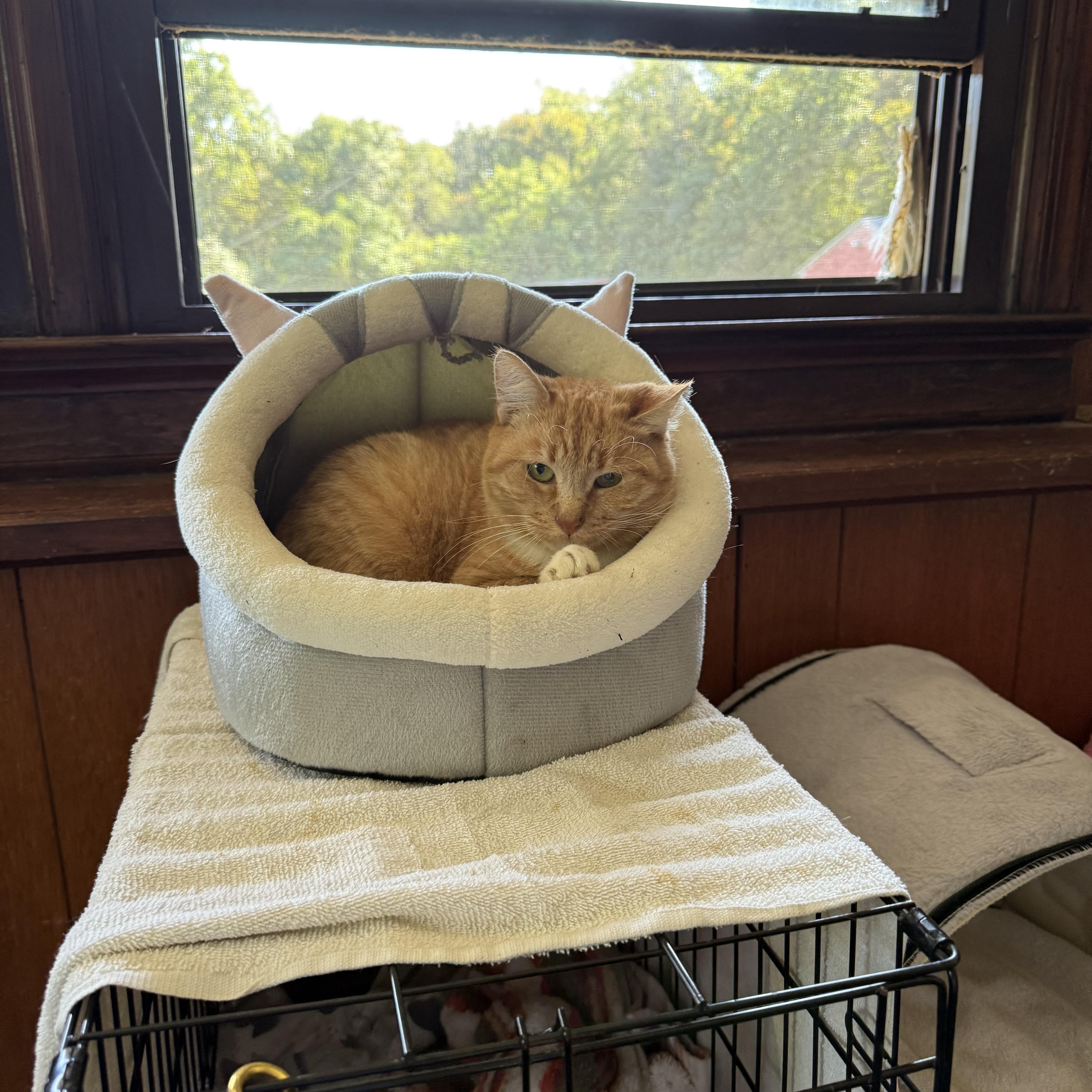 Enlarge Gabby, a Adoptable Domestic Short Hair in Pleasant Valley, NY image 2/6