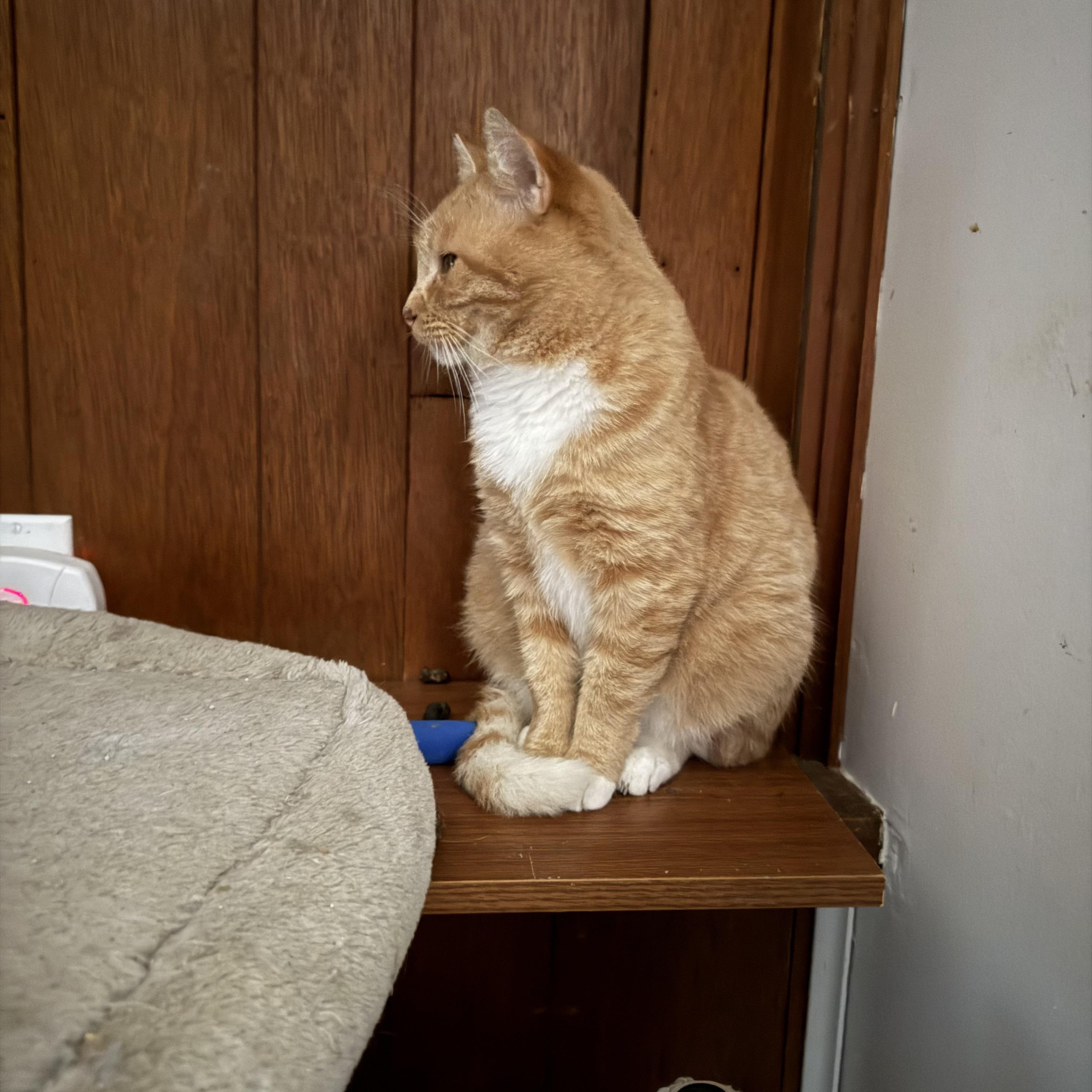 Enlarge Gabby, a Adoptable Domestic Short Hair in Pleasant Valley, NY image 1/6