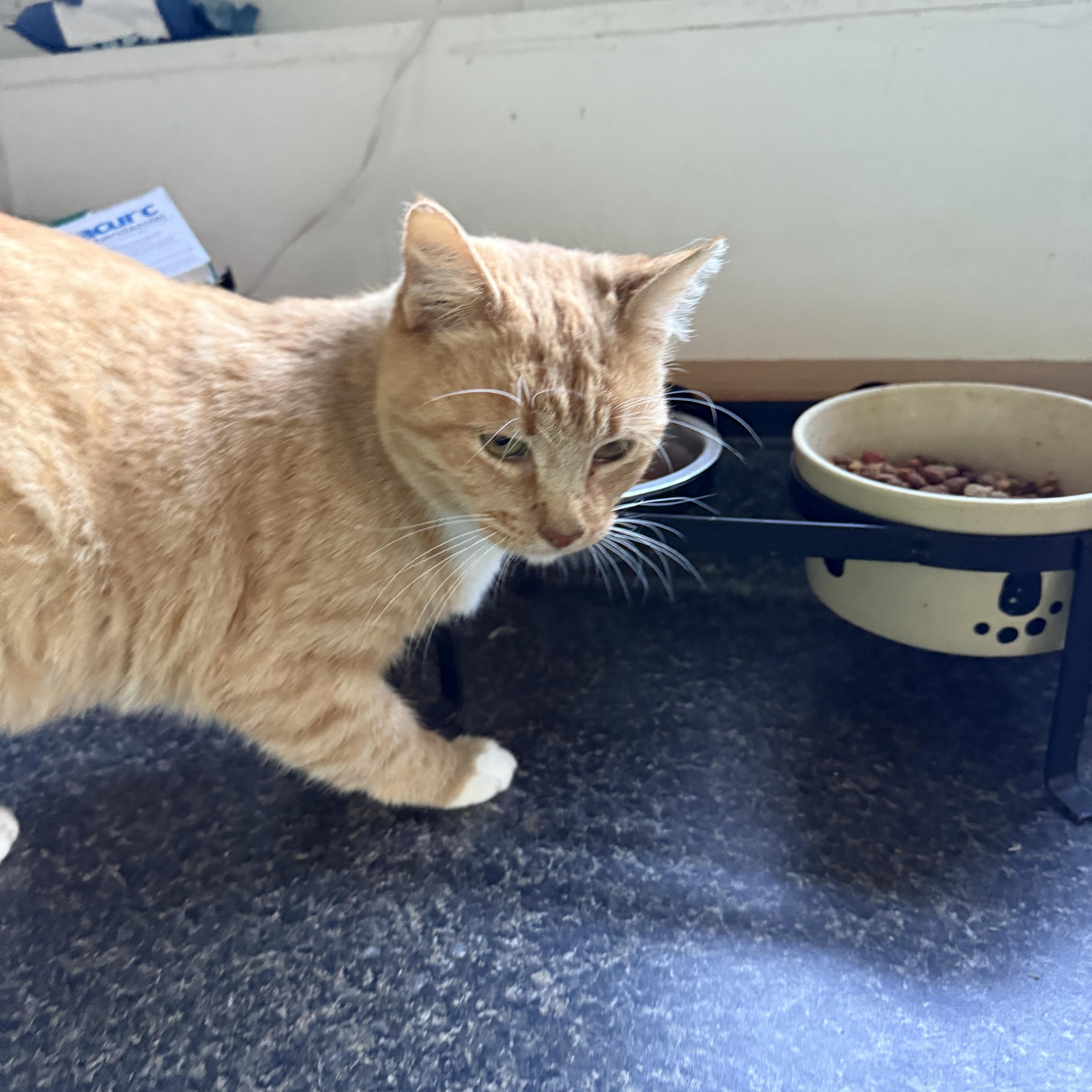 Enlarge Gabby, a Adoptable Domestic Short Hair in Pleasant Valley, NY image 5/6