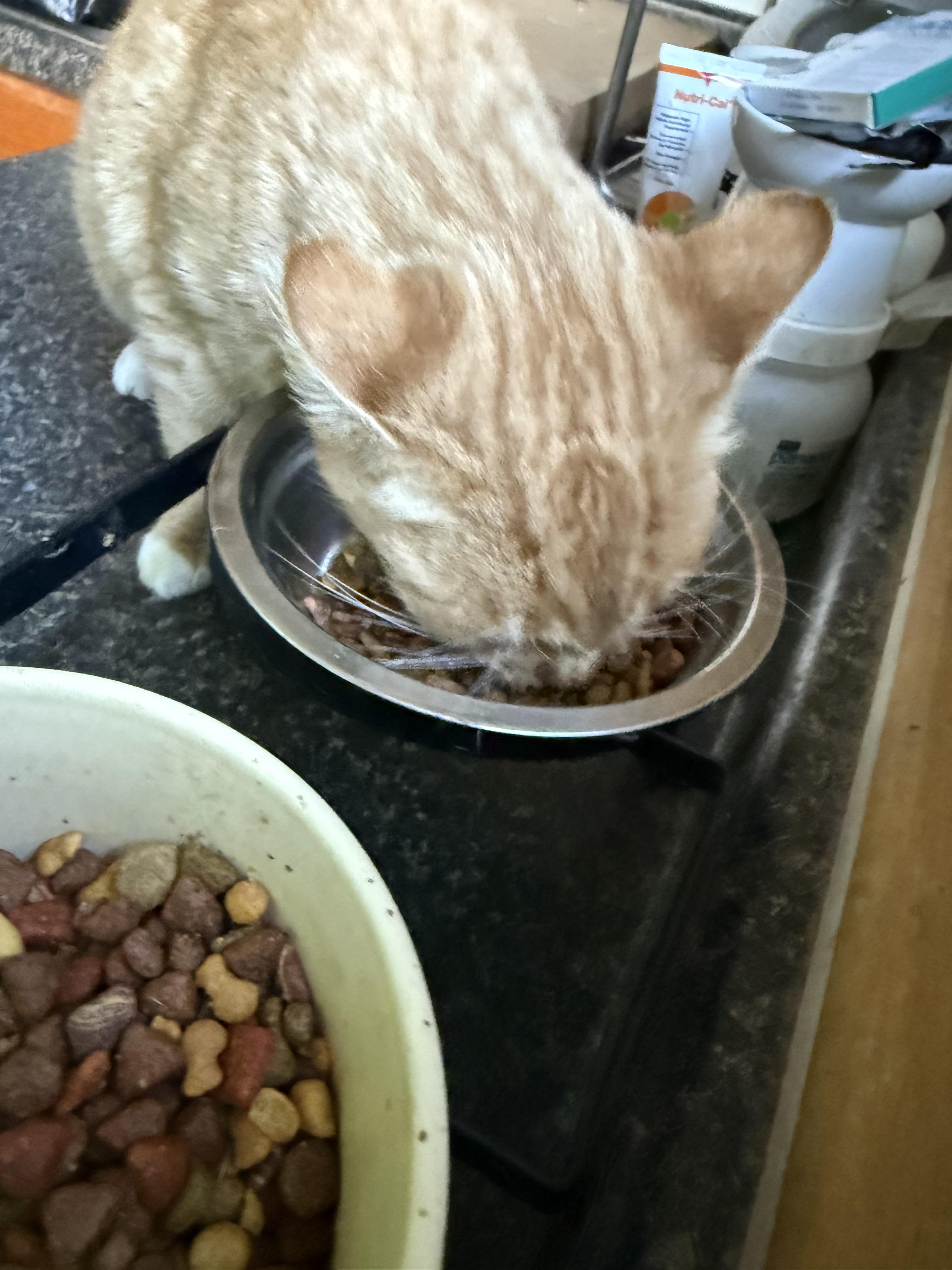 Enlarge Gabby, a Adoptable Domestic Short Hair in Pleasant Valley, NY image 6/6