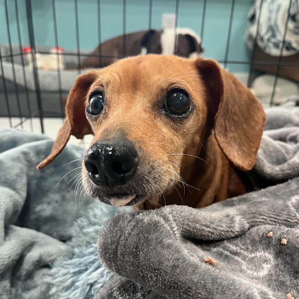 Minnie, Adoptable, Senior Female Dachshund & Mixed Breed.