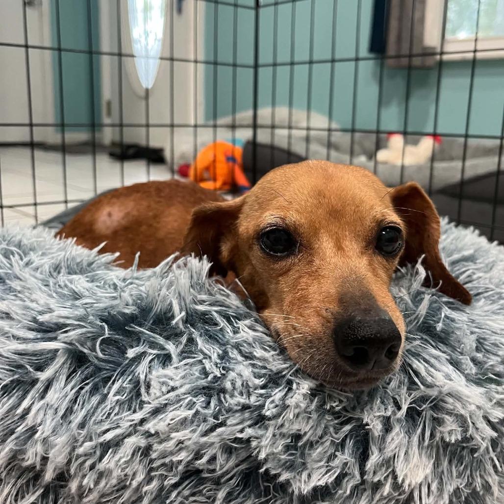 Enlarge Minnie, a Adoptable mixed breed in Merritt Island, FL image 2/6