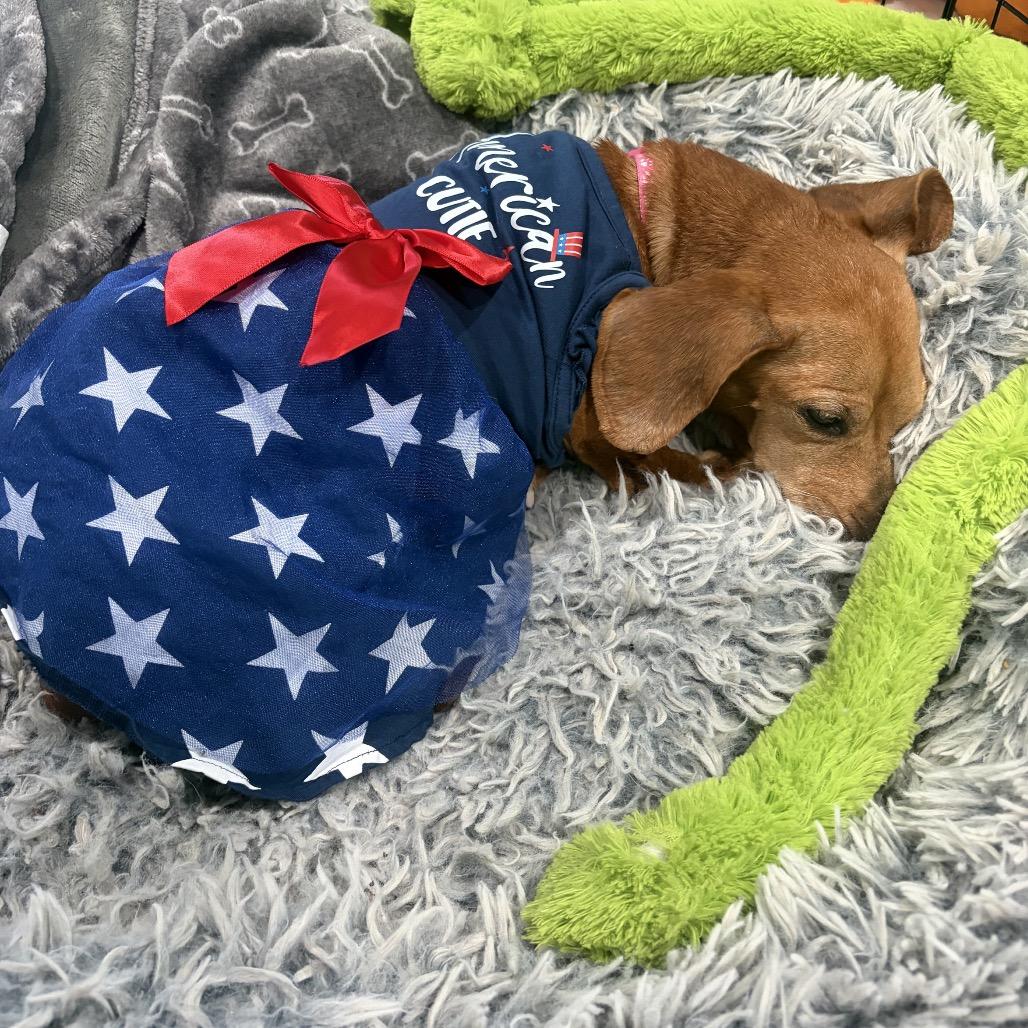 Enlarge Minnie, a Adoptable mixed breed in Merritt Island, FL image 3/6