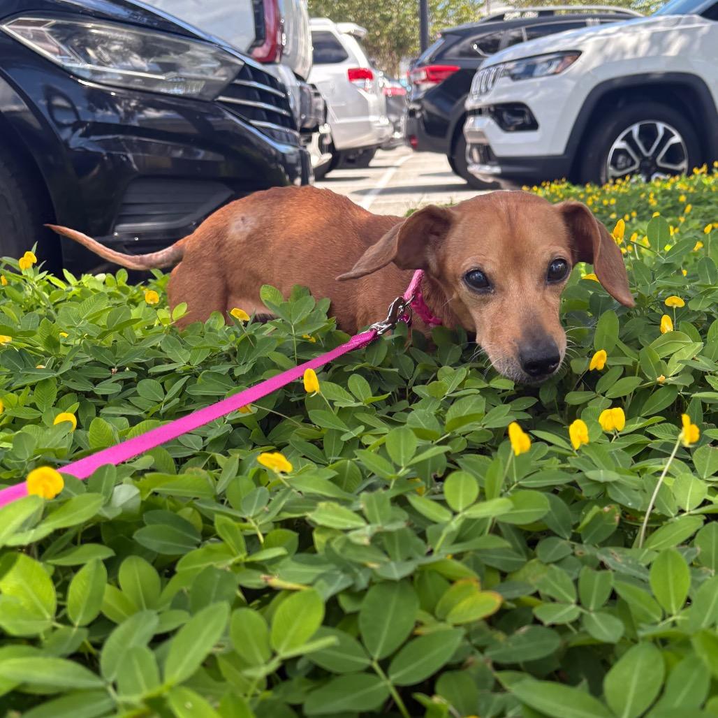 Enlarge Minnie, a Adoptable mixed breed in Merritt Island, FL image 6/6