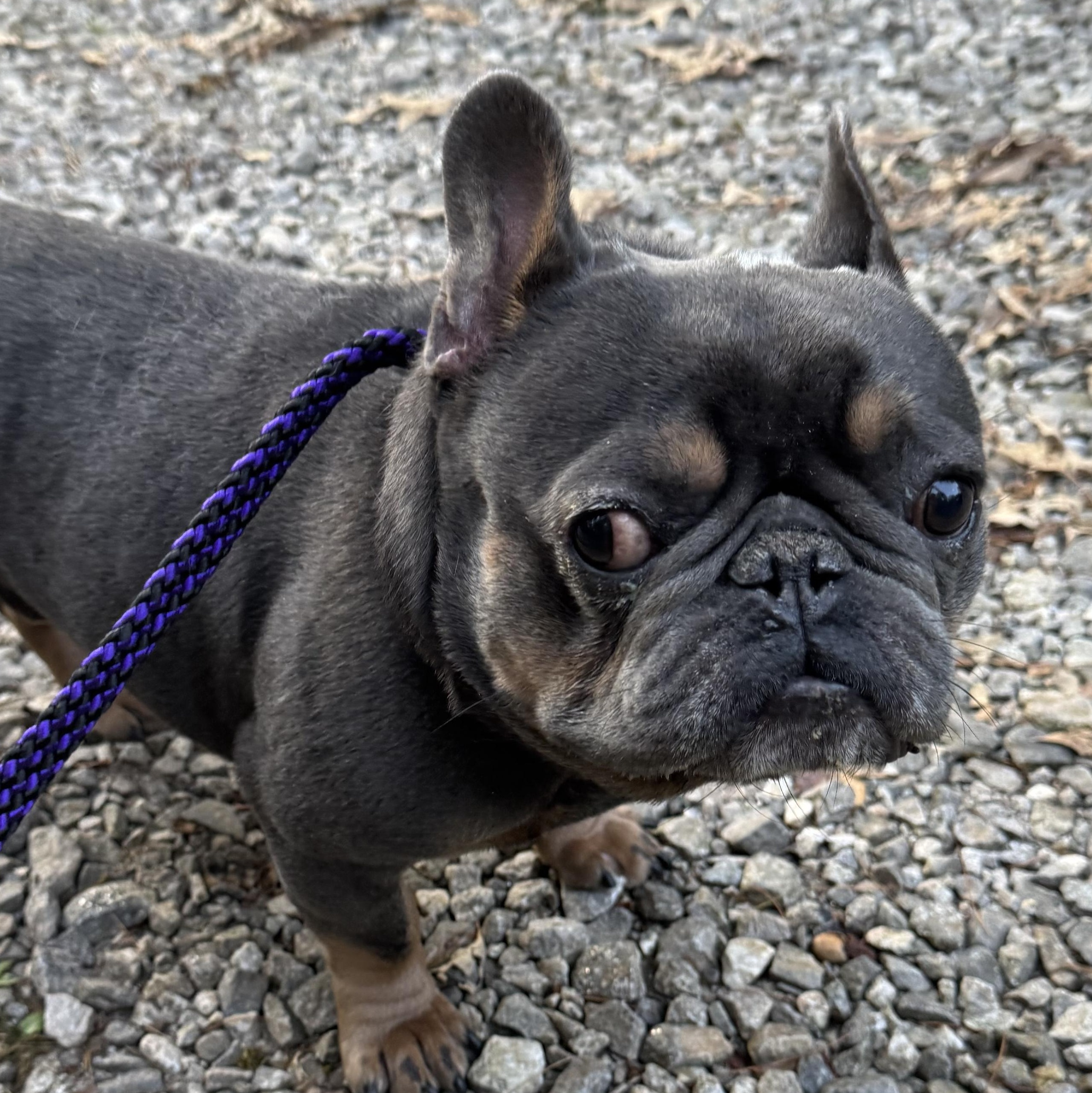 Mugsy photo