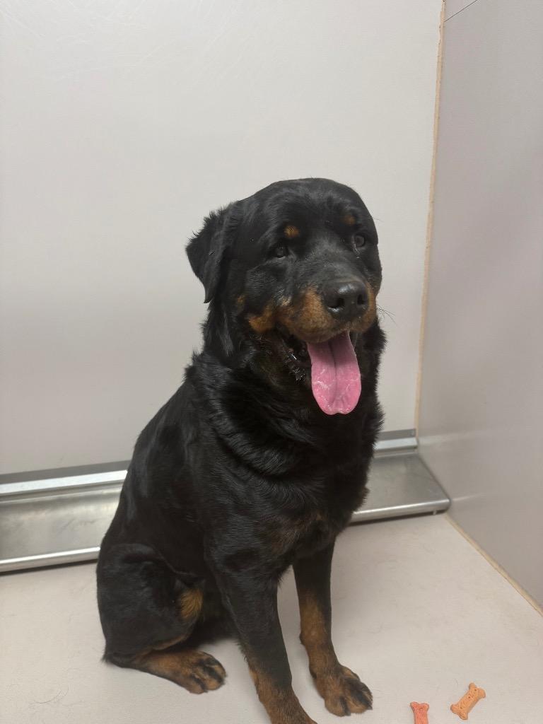 Enlarge Bruno, a Adopted Rottweiler in Sherwood, AR image 1/2