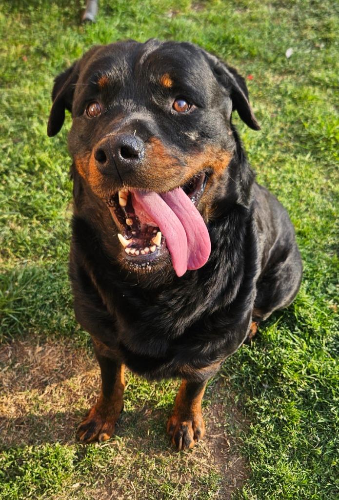 Enlarge Bruno, a Adopted Rottweiler in Sherwood, AR image 2/2