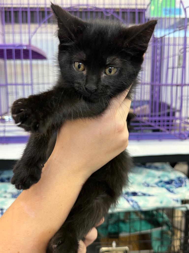 Enlarge Benji (PA), a Adopted mixed breed in Denham Springs, LA image 1/1