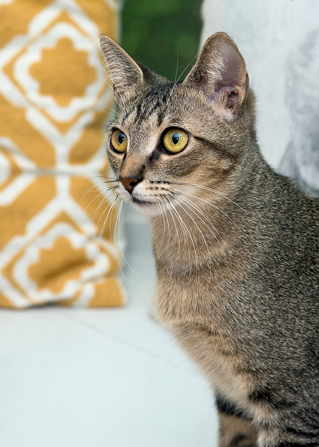Eva Gabor, a Adoptable Domestic Short Hair in Smithfield, VA image 1/12