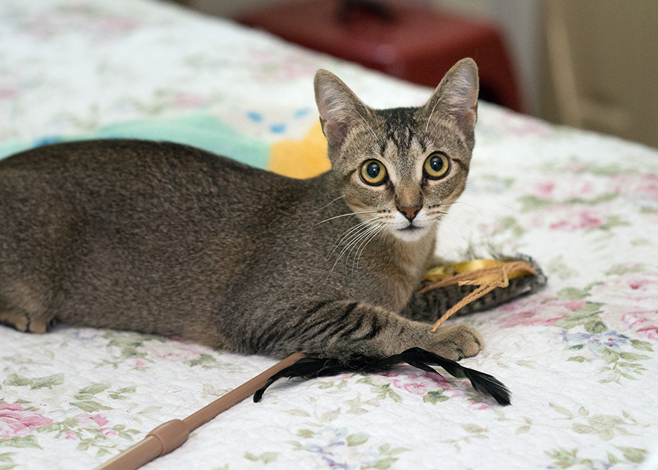 Eva Gabor, a Adoptable Domestic Short Hair in Smithfield, VA image 2/12
