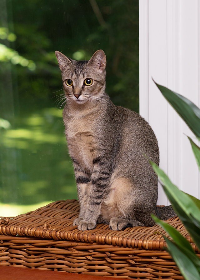 Eva Gabor, a Adoptable Domestic Short Hair in Smithfield, VA image 3/12
