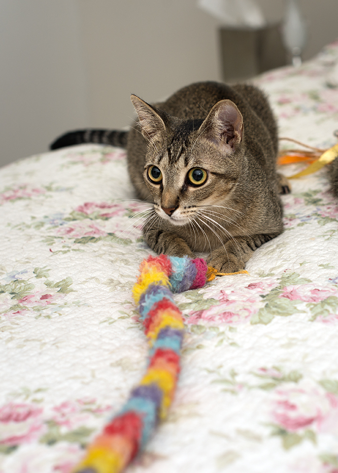 Eva Gabor, a Adoptable Domestic Short Hair in Smithfield, VA image 4/12