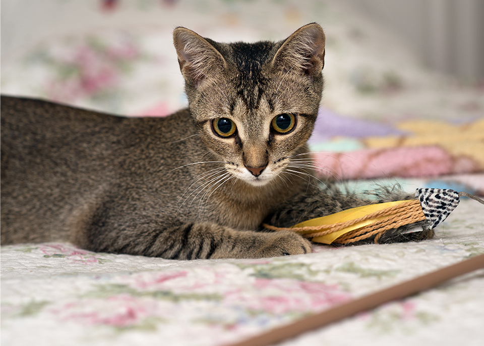 Eva Gabor, a Adoptable Domestic Short Hair in Smithfield, VA image 5/12