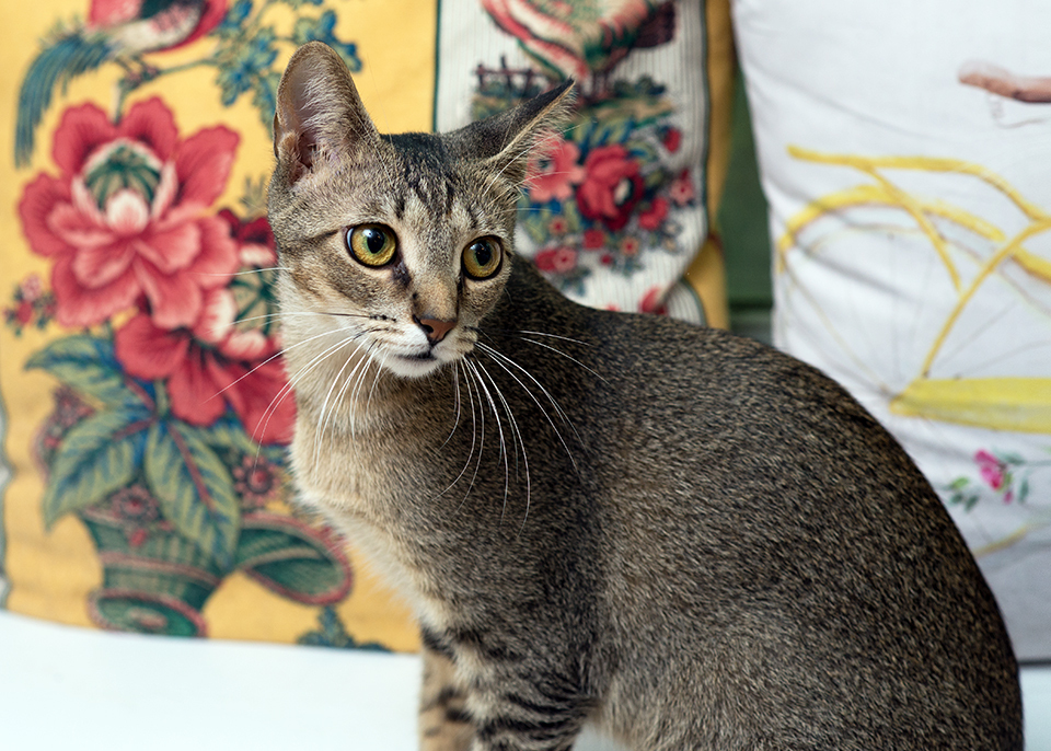 Eva Gabor, a Adoptable Domestic Short Hair in Smithfield, VA image 6/12