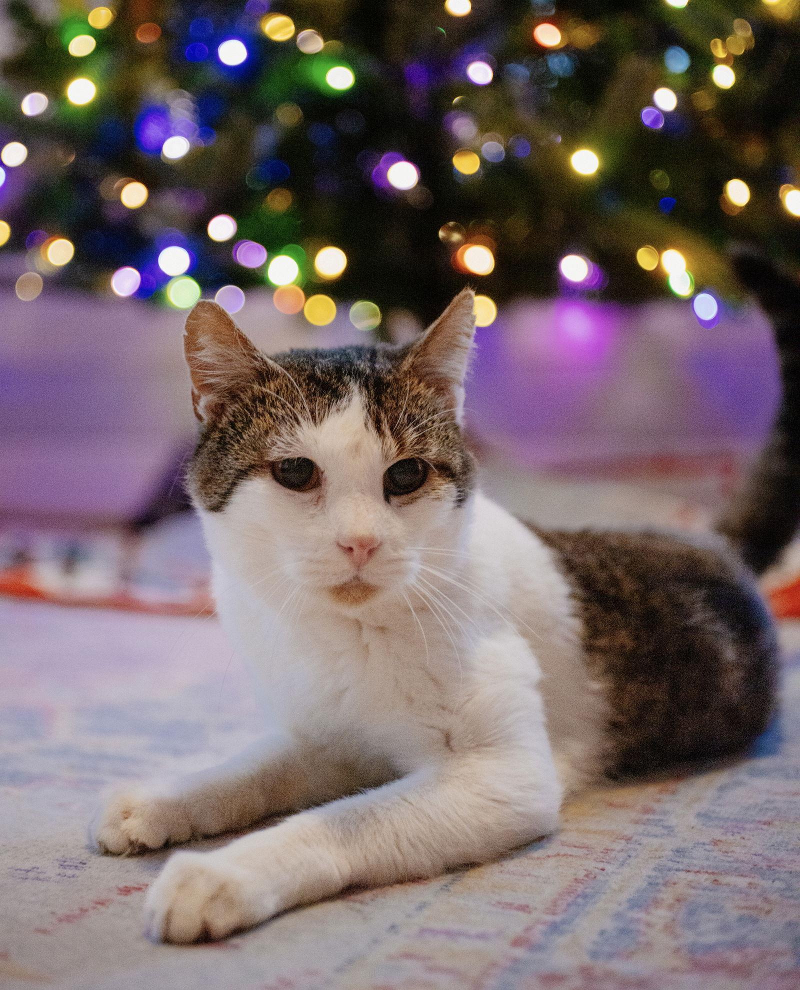 Guinefort, a Adoptable Domestic Short Hair in Shawnee, KS image 2/3