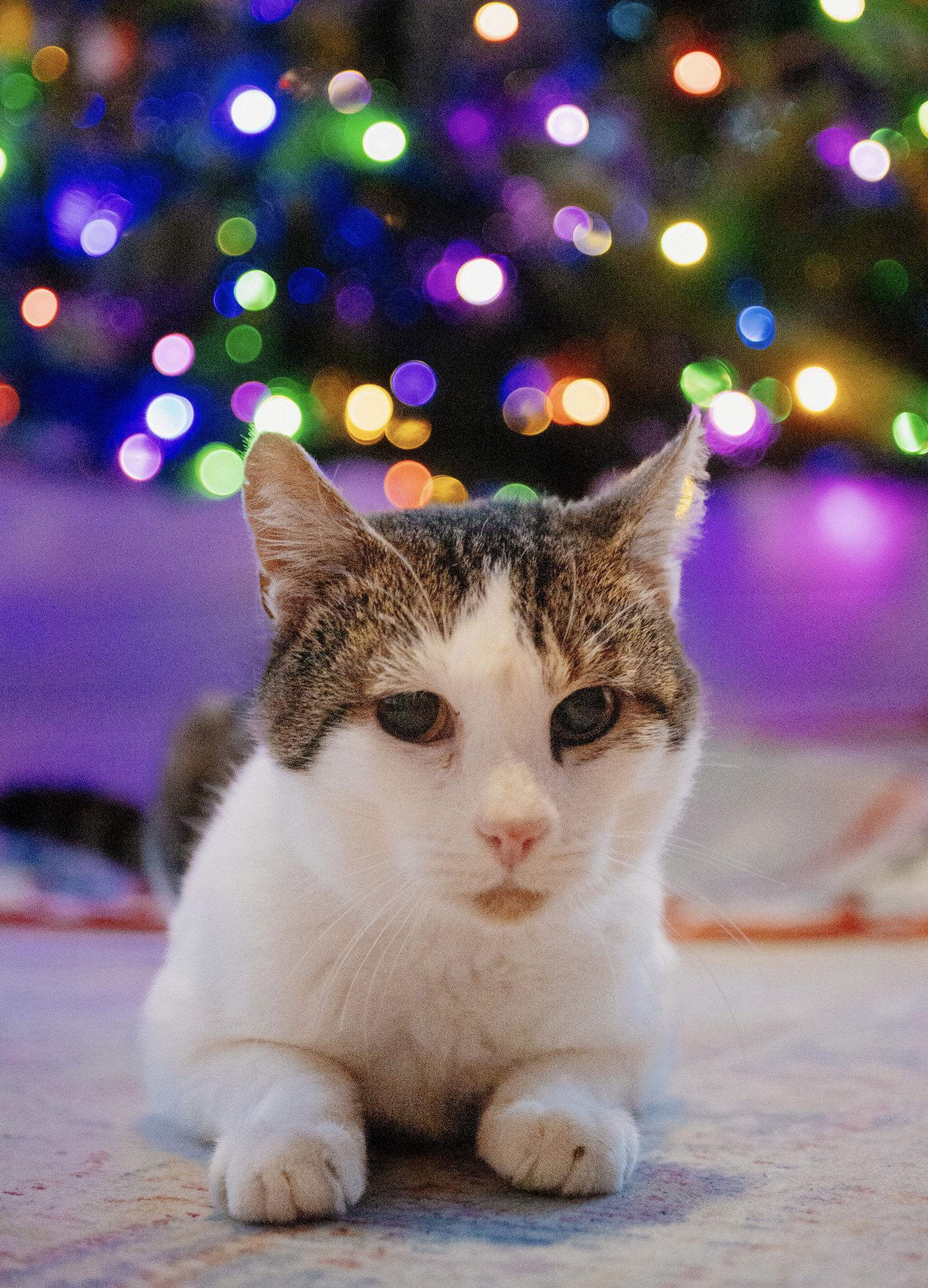 Guinefort, a Adoptable Domestic Short Hair in Shawnee, KS image 3/3