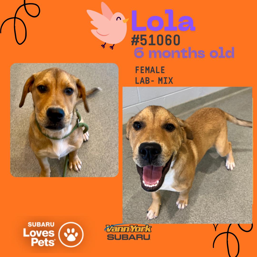 Lola, Adoptable, Young Female Labrador Retriever.