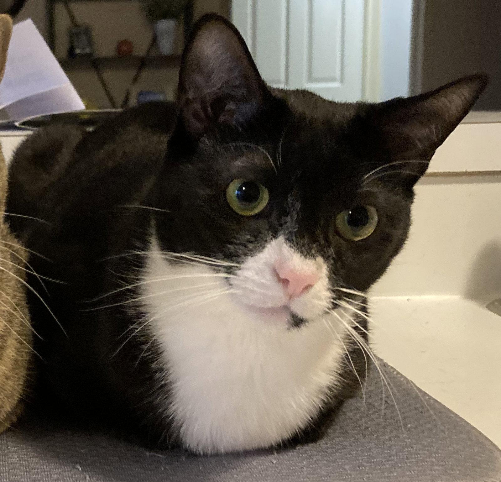 Enlarge Theoden (Theo)*, a Adoptable Domestic Short Hair in Trexlertown, PA image 2/3