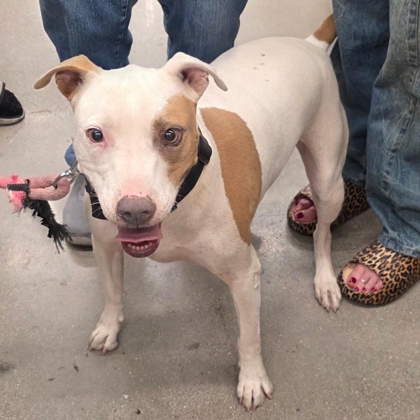 Enlarge Chloe Padron, a Adoptable Pit Bull Terrier in Las Vegas, NV image 1/4