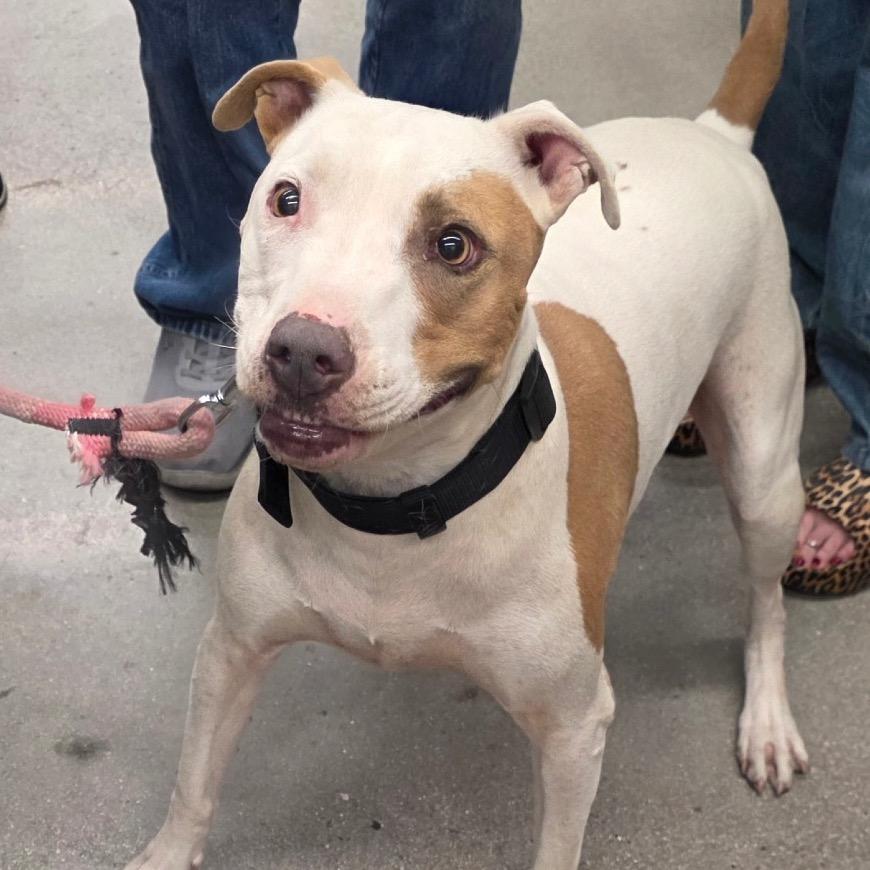Enlarge Chloe Padron, a Adoptable Pit Bull Terrier in Las Vegas, NV image 2/4