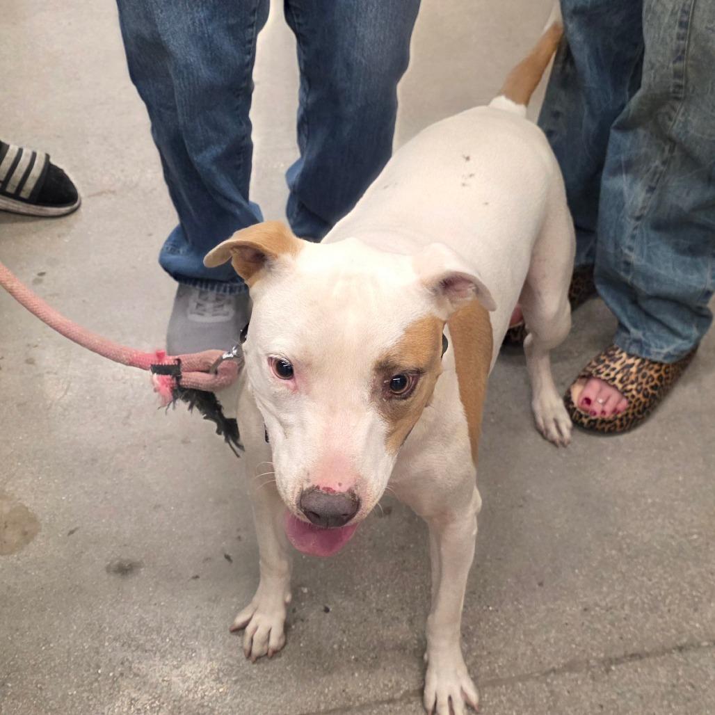 Enlarge Chloe Padron, a Adoptable Pit Bull Terrier in Las Vegas, NV image 3/4