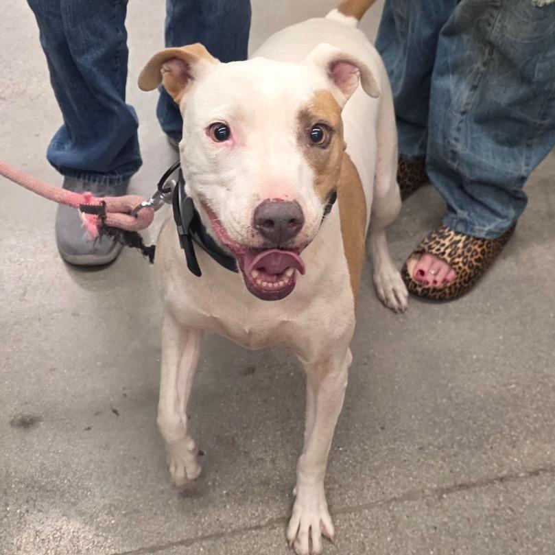 Enlarge Chloe Padron, a Adoptable Pit Bull Terrier in Las Vegas, NV image 4/4