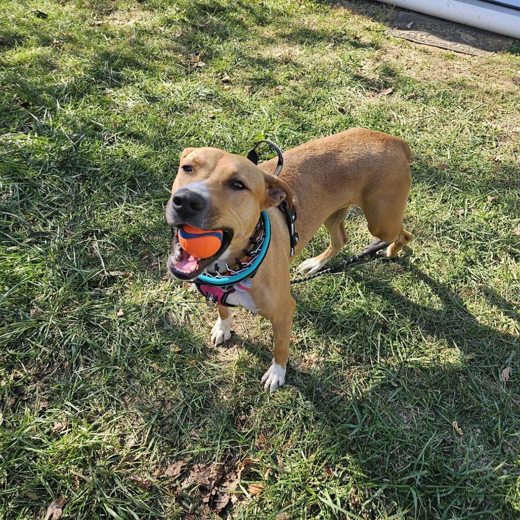 Lucy Lou, a Adoptable Mixed Breed in Martinsburg, WV image 2/3