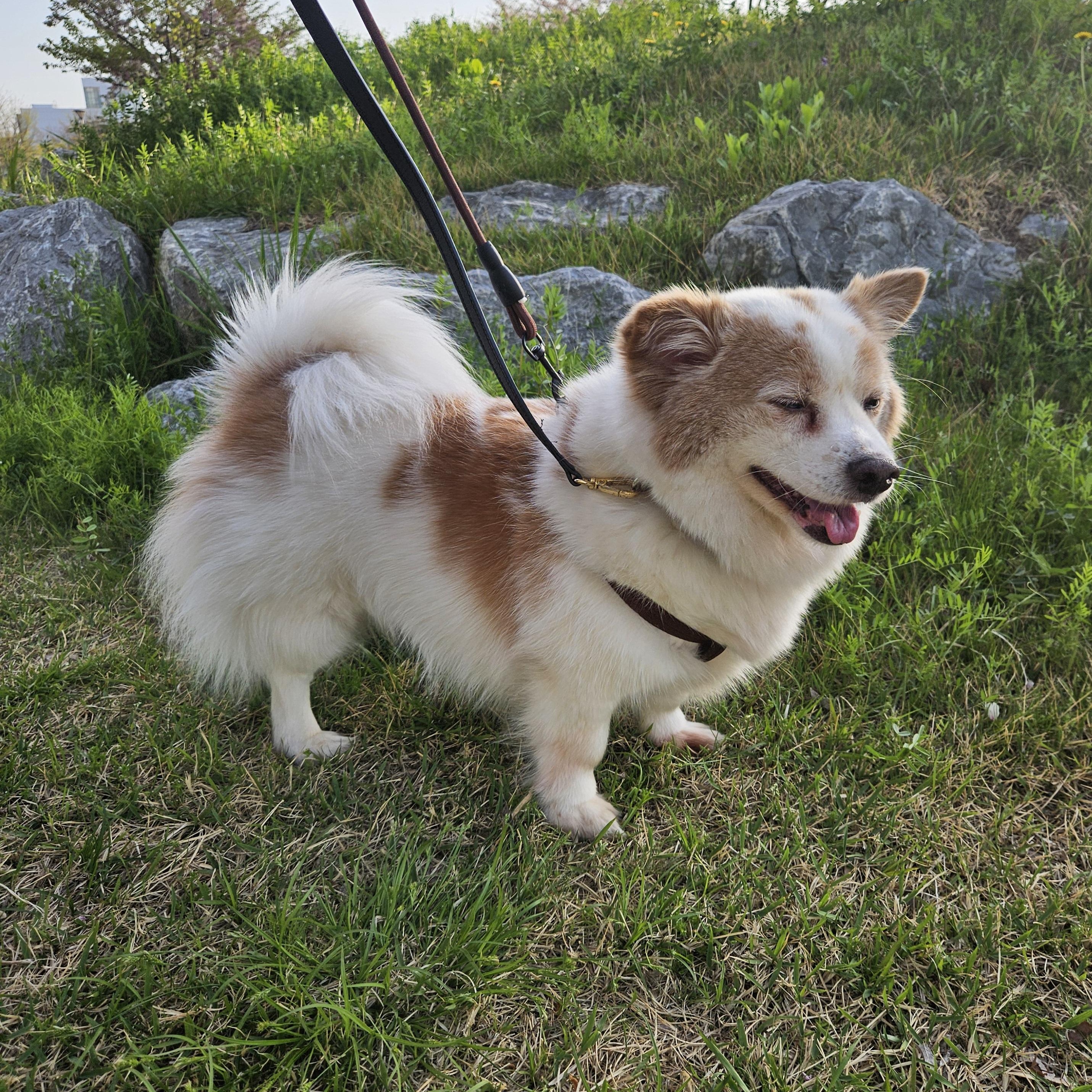Enlarge TT, an adopted mixed breed in Manchester , NH image 2/6