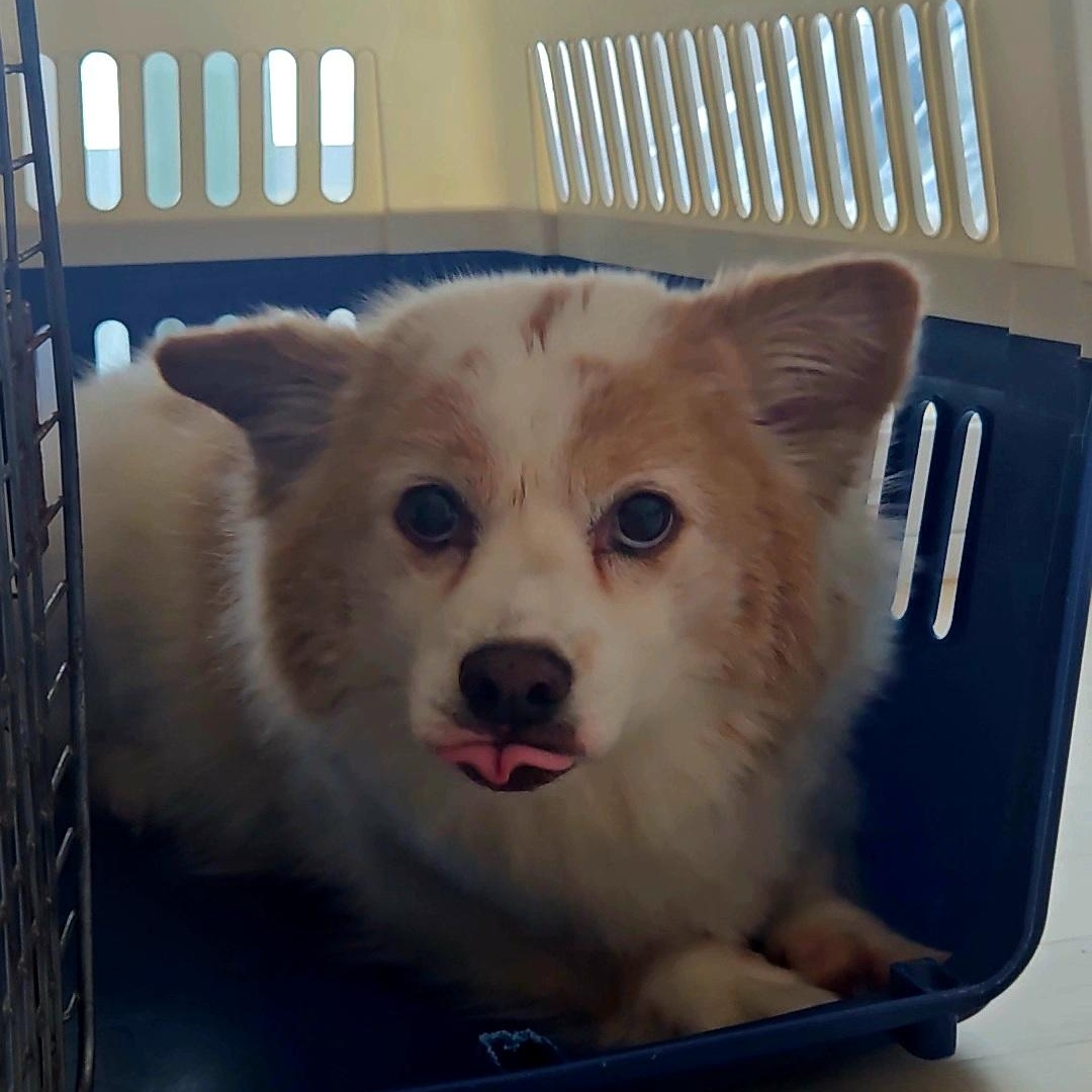 Enlarge TT, an adopted mixed breed in Manchester , NH image 3/6