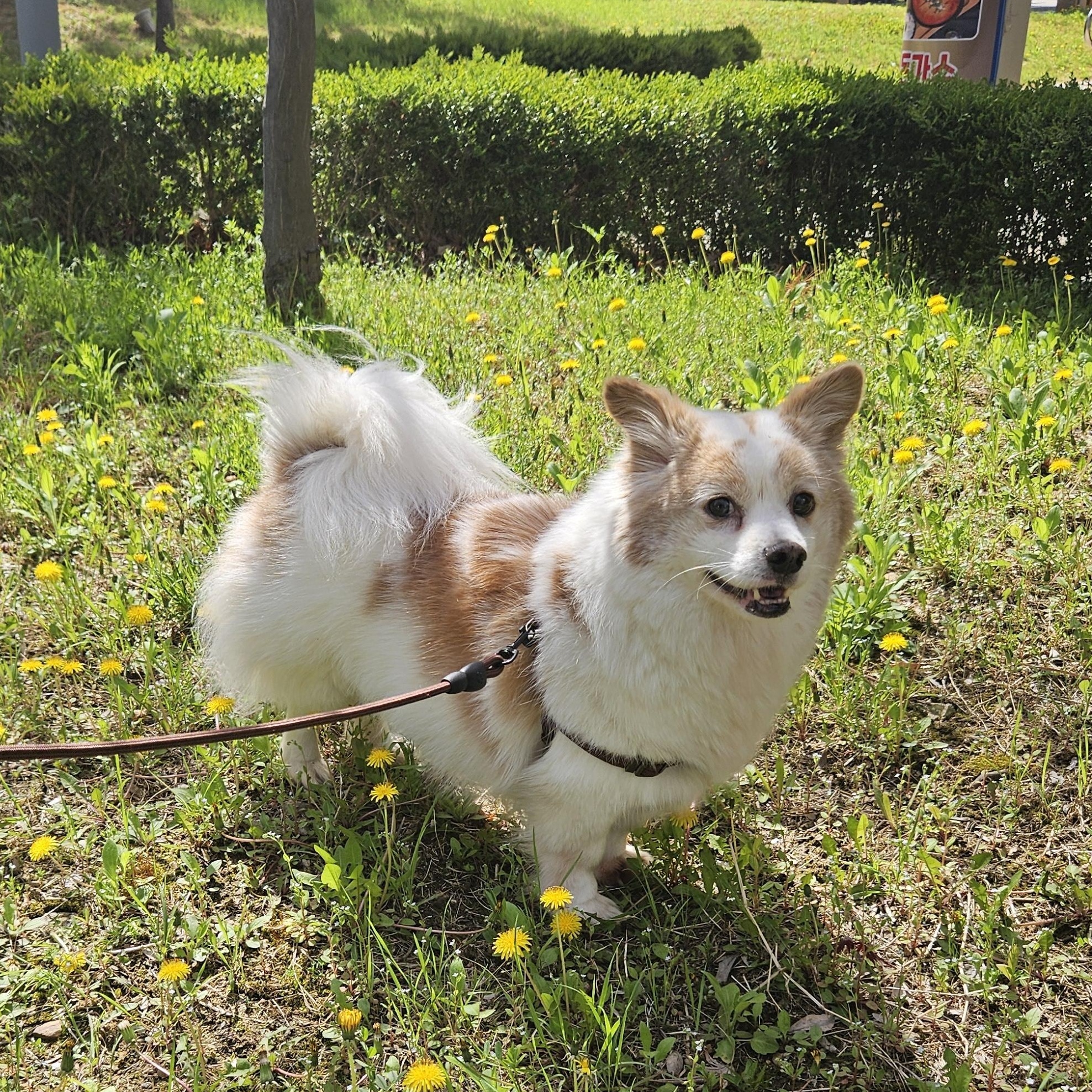 Enlarge TT, an adopted mixed breed in Manchester , NH image 1/6