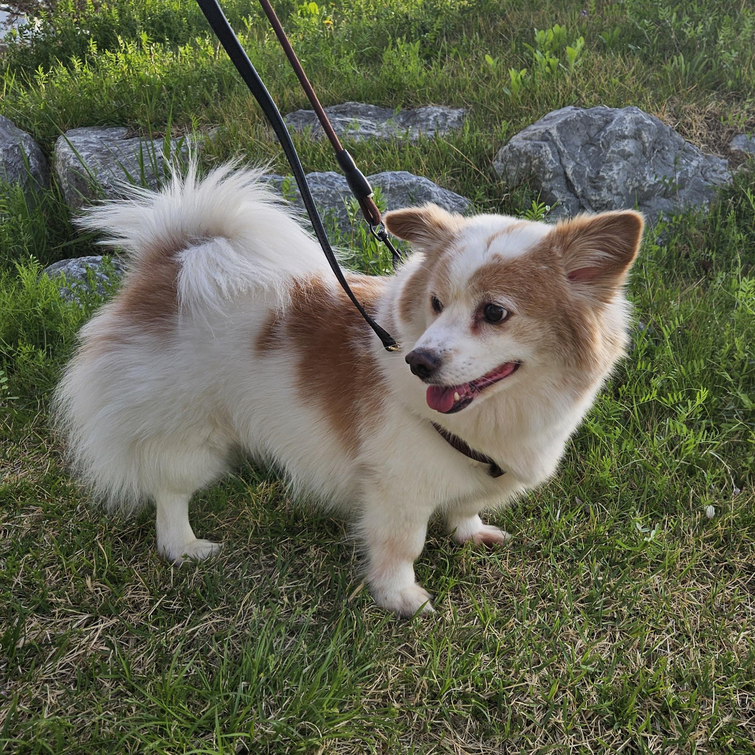 Enlarge TT, an adopted mixed breed in Manchester , NH image 6/6