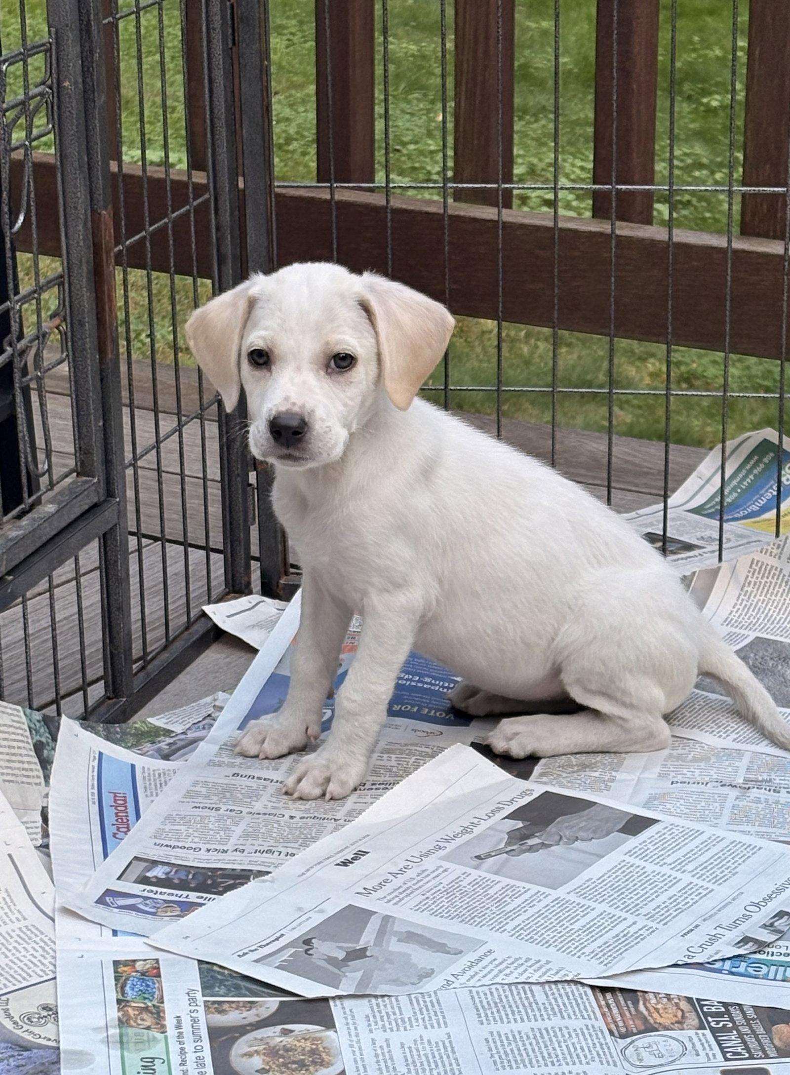 Enlarge Lilith, a Adoptable mixed breed in Tarrytown, GA image 1/3