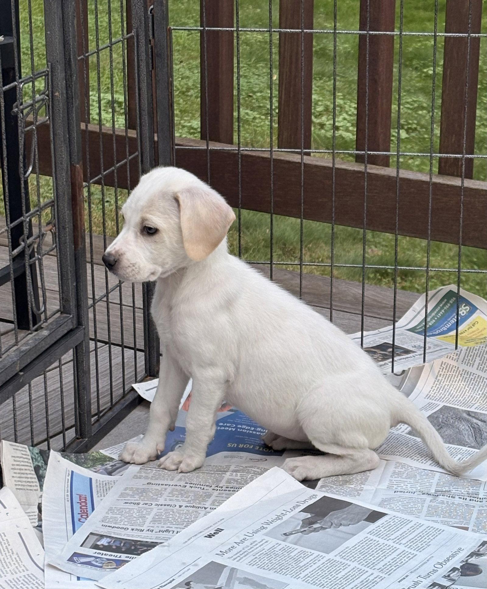 Enlarge Lilith, a Adoptable mixed breed in Tarrytown, GA image 3/3