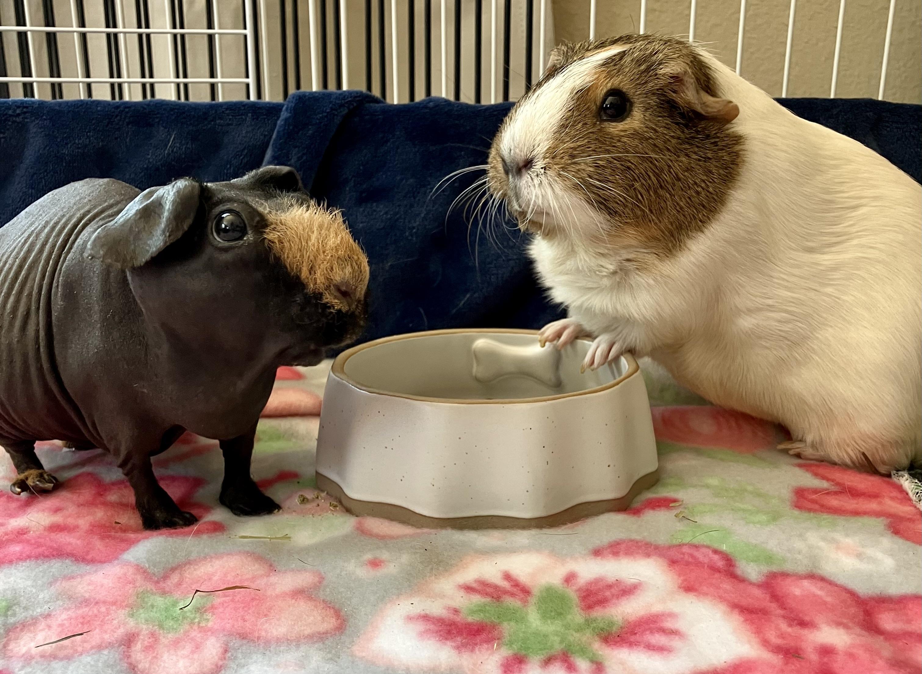 Enlarge Tulip & Daisy, a Adopted Guinea Pig in San Jose, CA image 1/1