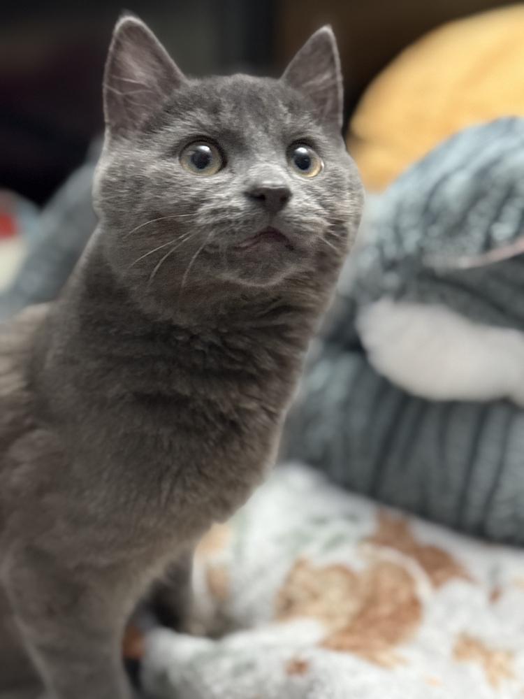 Enlarge Journey, a Adopted Domestic Short Hair in Mount Laurel, NJ image 1/2