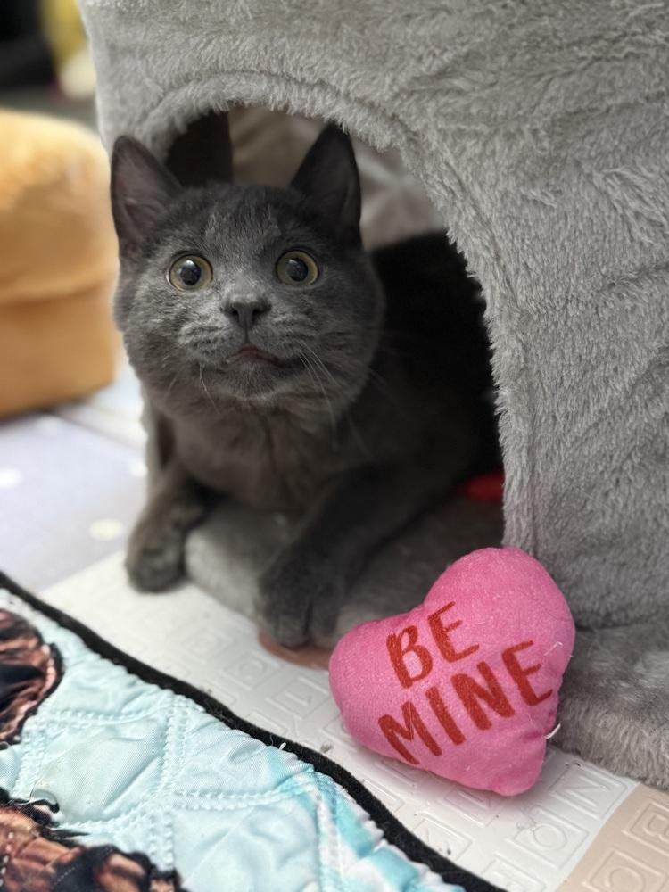 Enlarge Journey, a Adopted Domestic Short Hair in Mount Laurel, NJ image 2/2