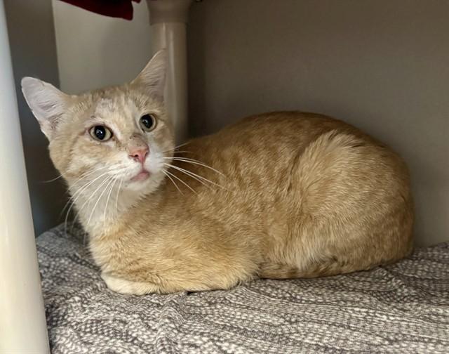 RUDDY, Adoptable, Young Male Domestic Short Hair.
