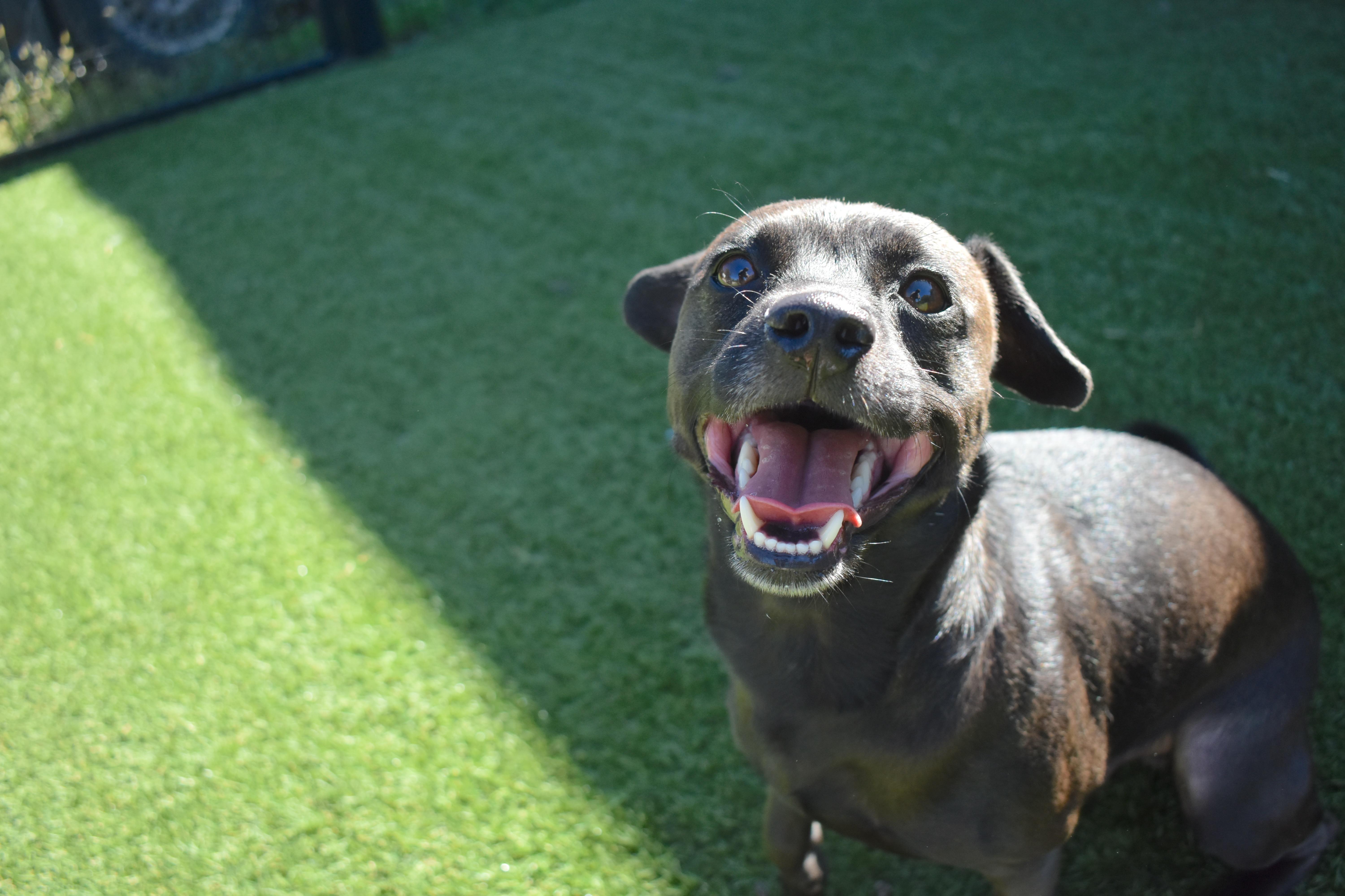 Enlarge Gibby, a Adopted mixed breed in Auburn, NE image 5/5