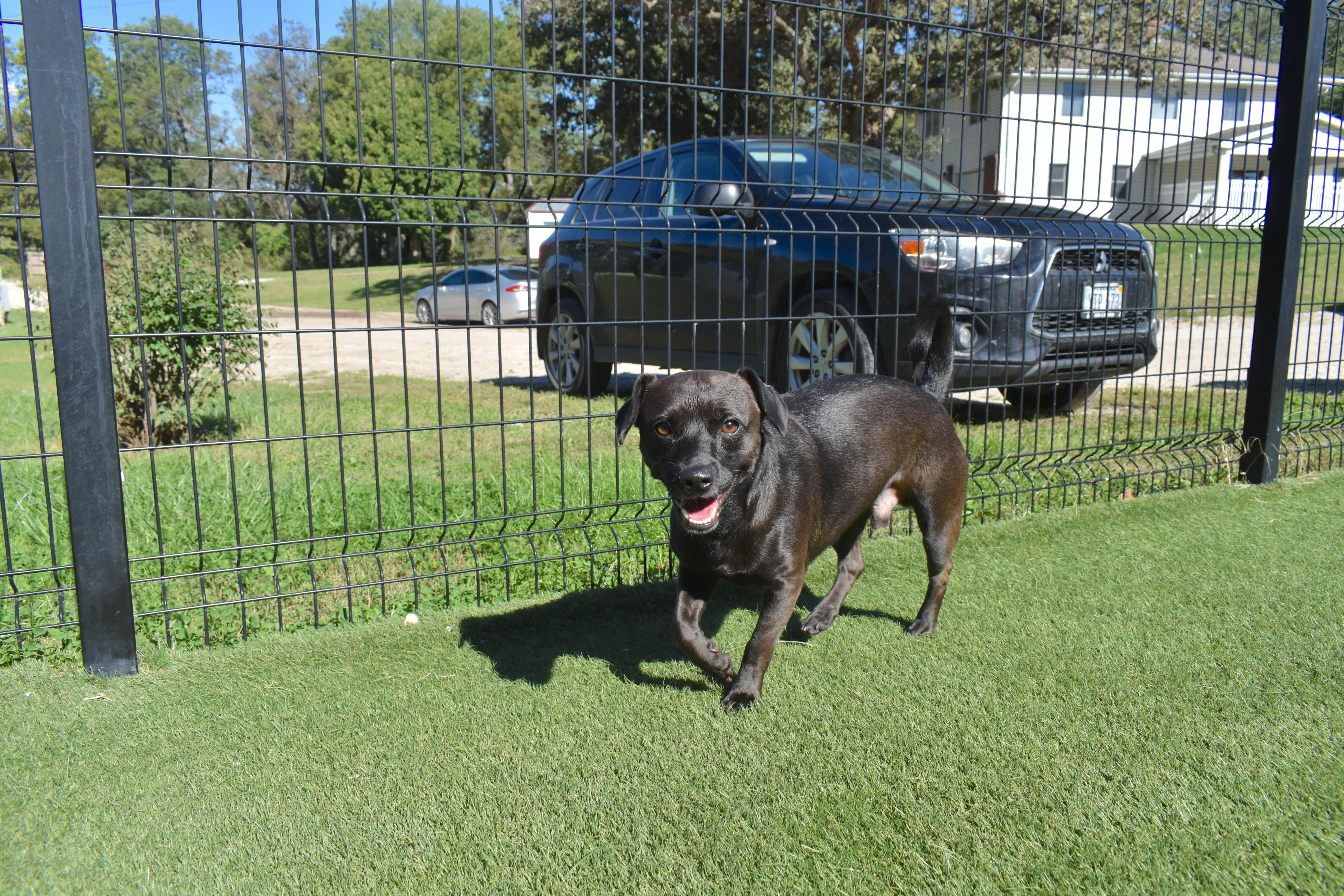 Enlarge Gibby, a Adopted mixed breed in Auburn, NE image 4/5